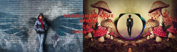 прущие грибы Баксан